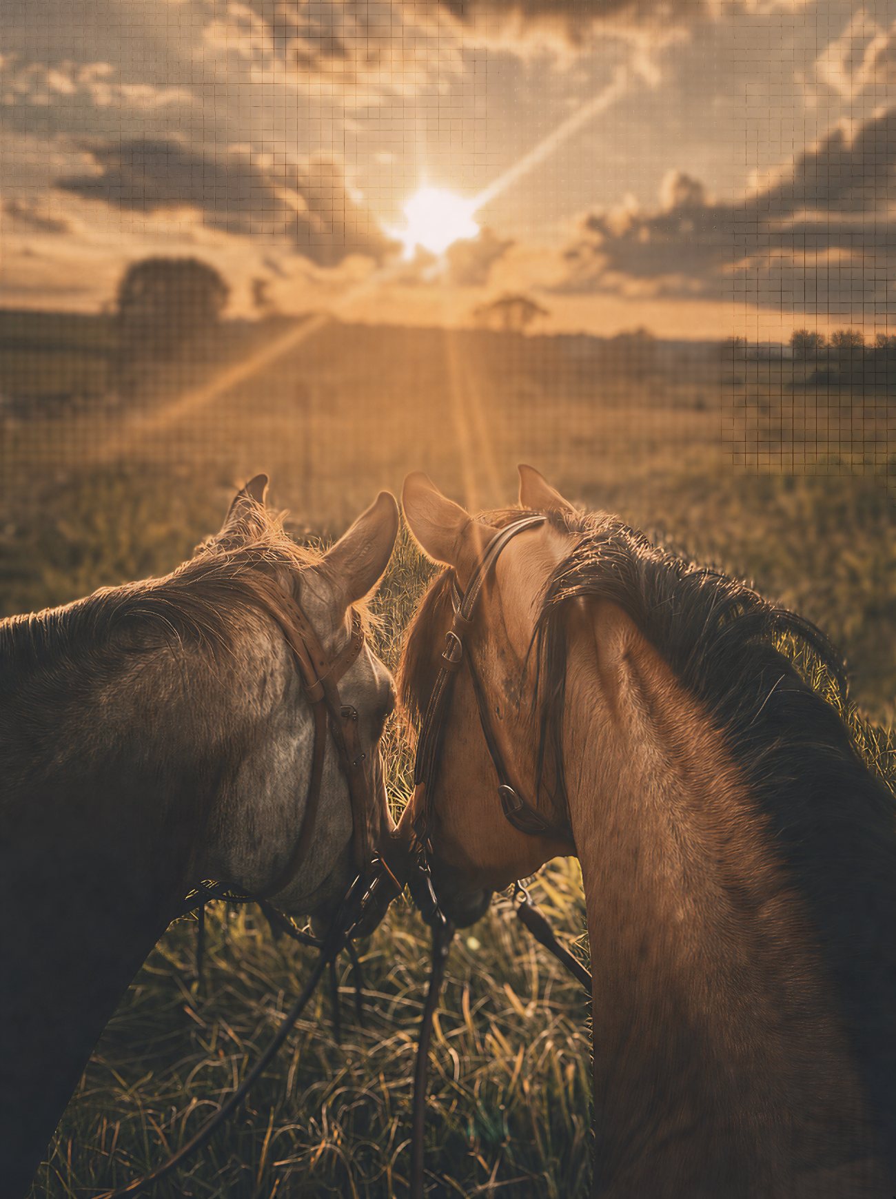 Two horses at sunset in a Penn Valley field